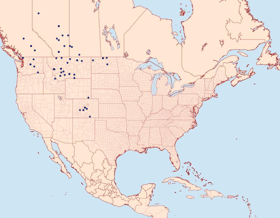 Distribution Data for Euxoa flavicollis