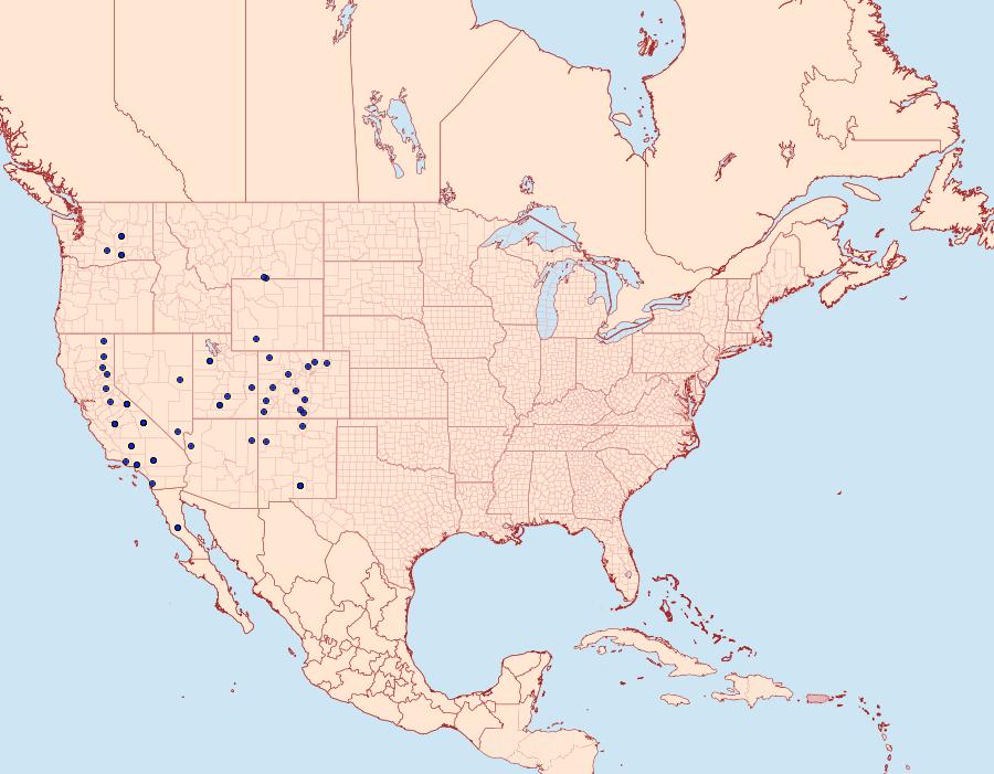 Distribution Data for Protogygia lagena