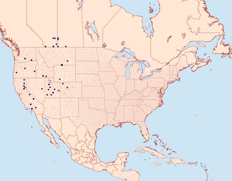 Distribution Data for Protogygia enalaga