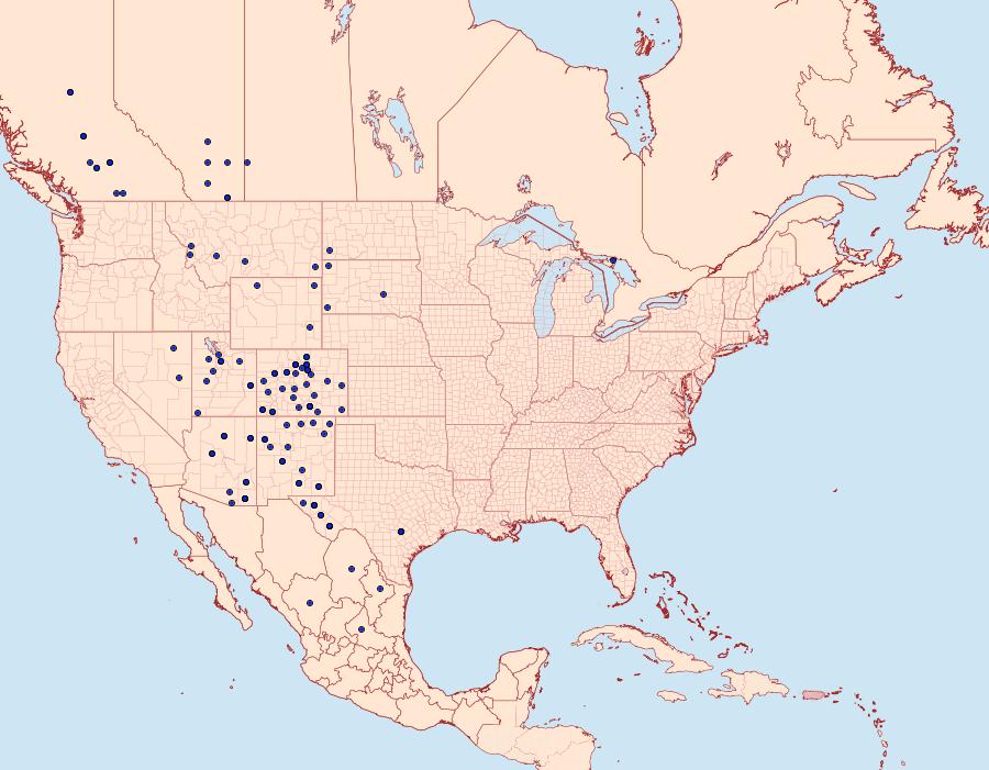 Distribution Data for Anicla exuberans