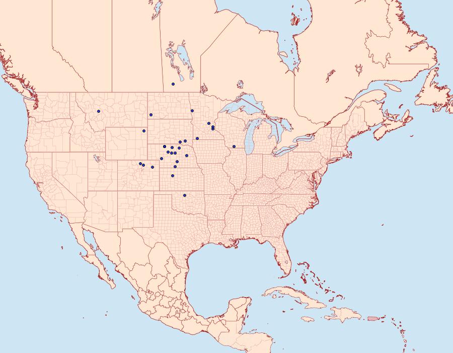 Distribution Data for Anicla tenuescens