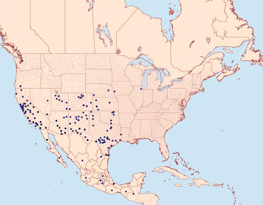 Distribution Data for Hemieuxoa rudens