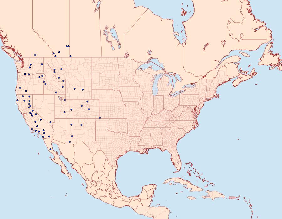 Distribution Data for Spaelotis bicava