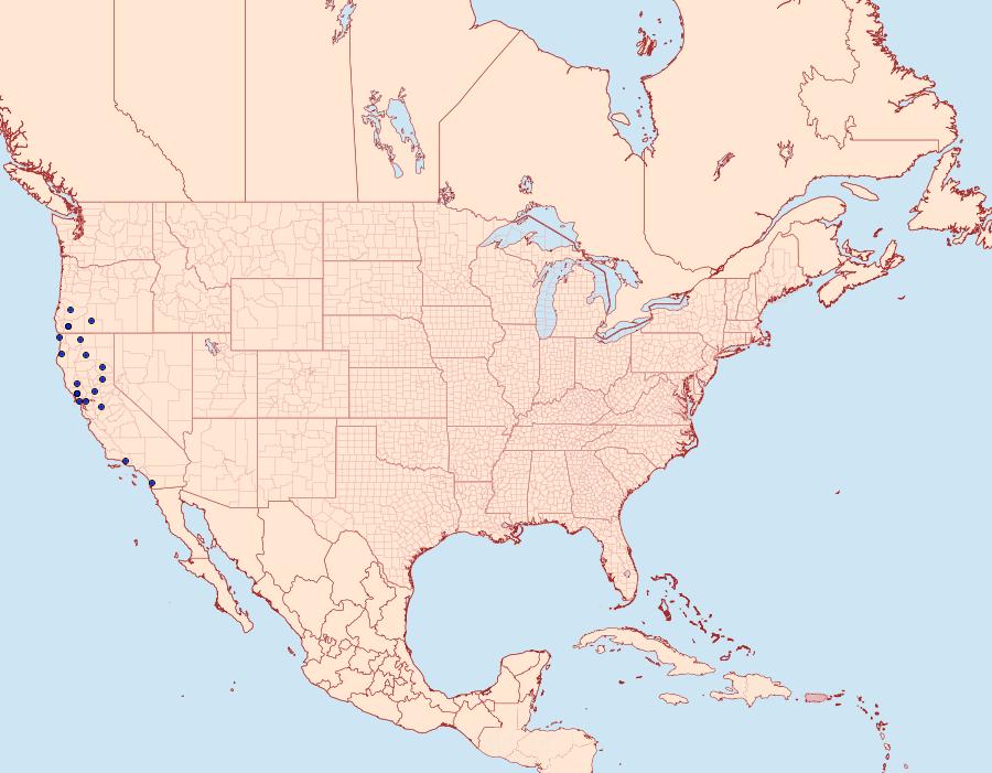 Distribution Data for Xestia cinerascens