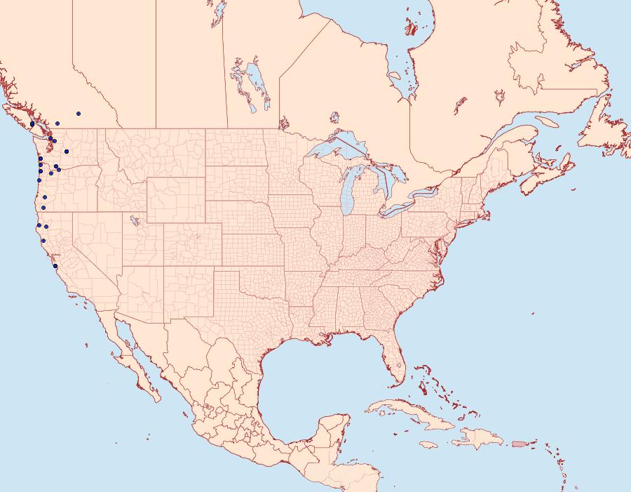 Distribution Data for Cerastis enigmatica