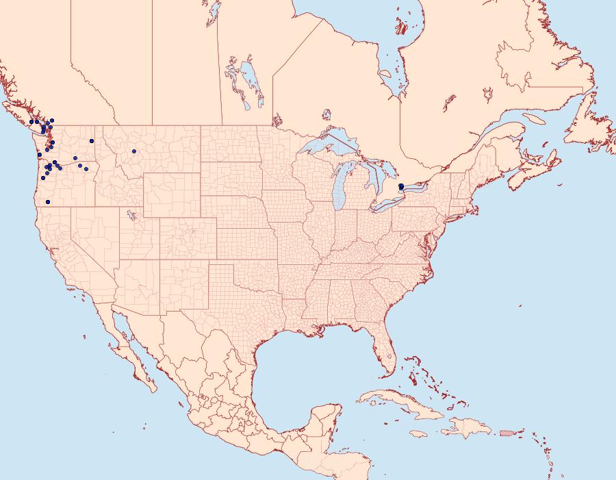 Distribution Data for Noctua comes