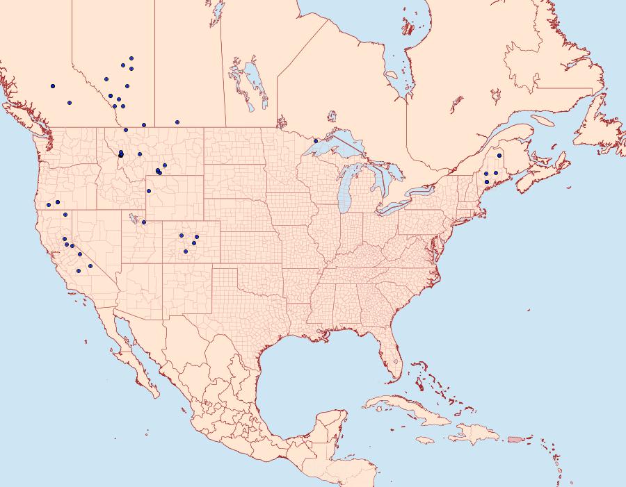 Distribution Data for Chersotis juncta