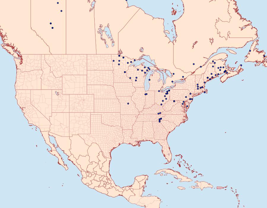 Distribution Data for Lycophotia phyllophora