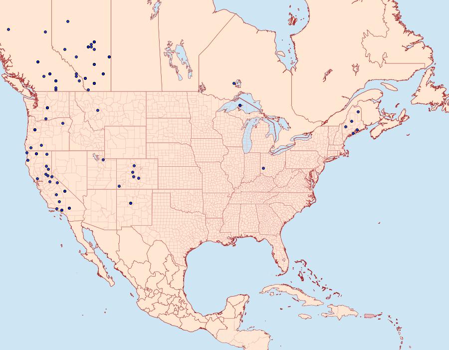 Distribution Data for Abagrotis placida