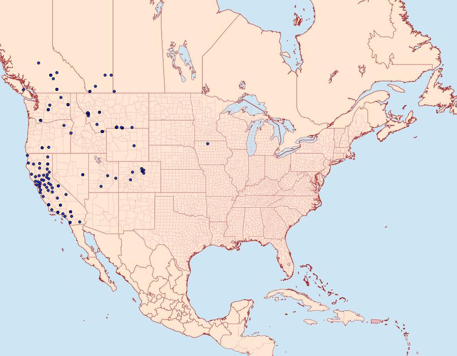 Distribution Data for Parabagrotis exsertistigma