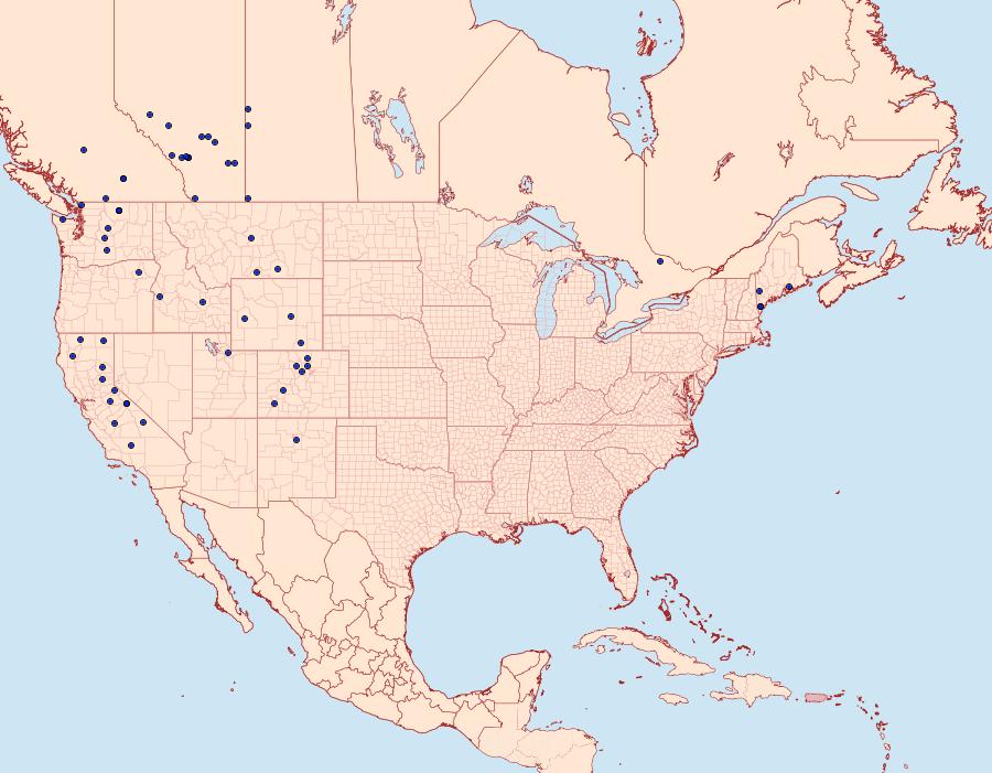 Distribution Data for Eutricopis nexilis