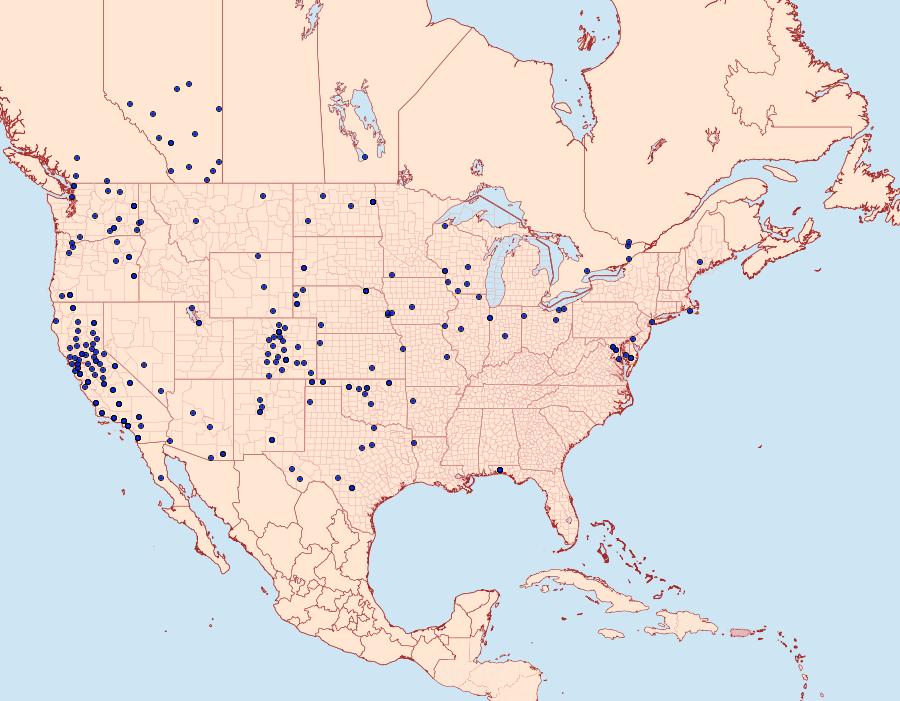 Distribution Data for Heliothis phloxiphaga