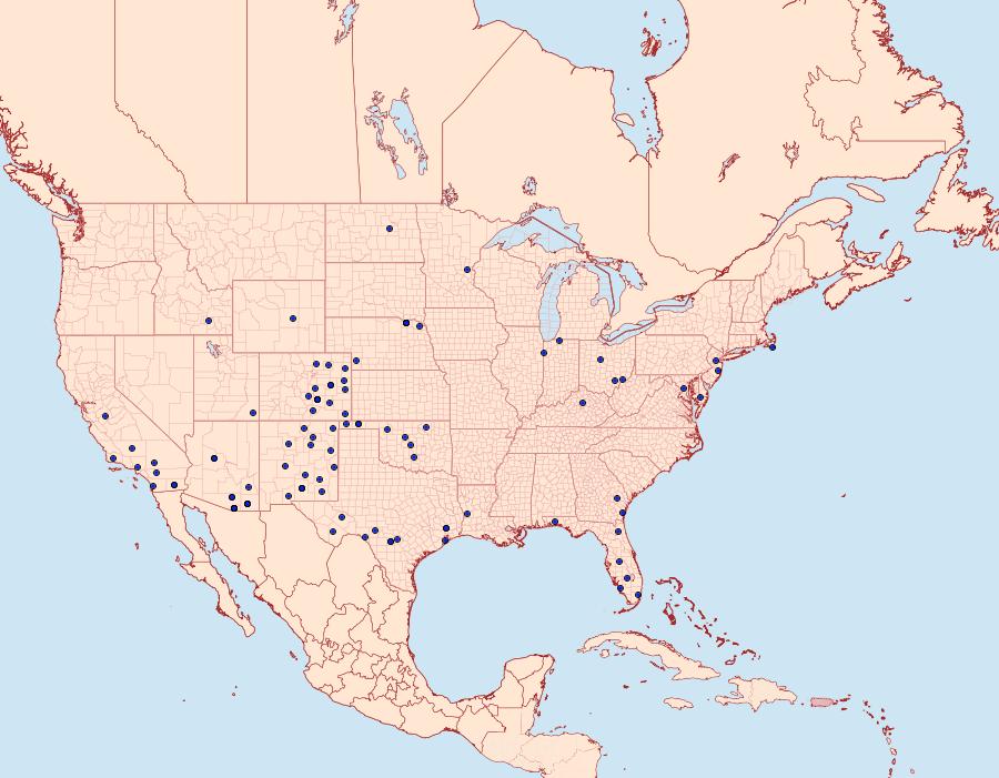 Distribution Data for Heliocheilus paradoxus