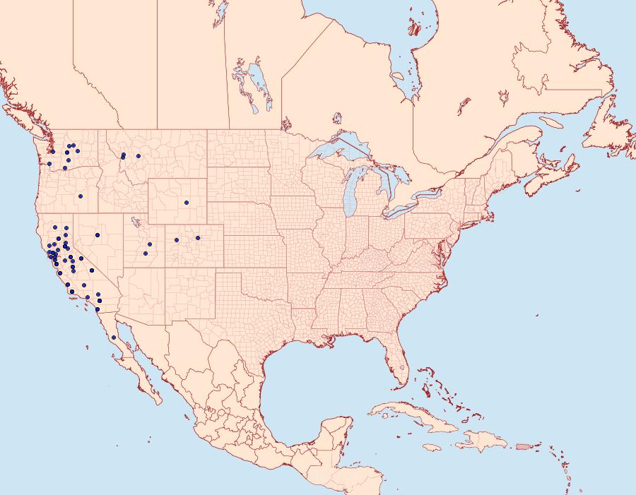 Distribution Data for Schinia suetus