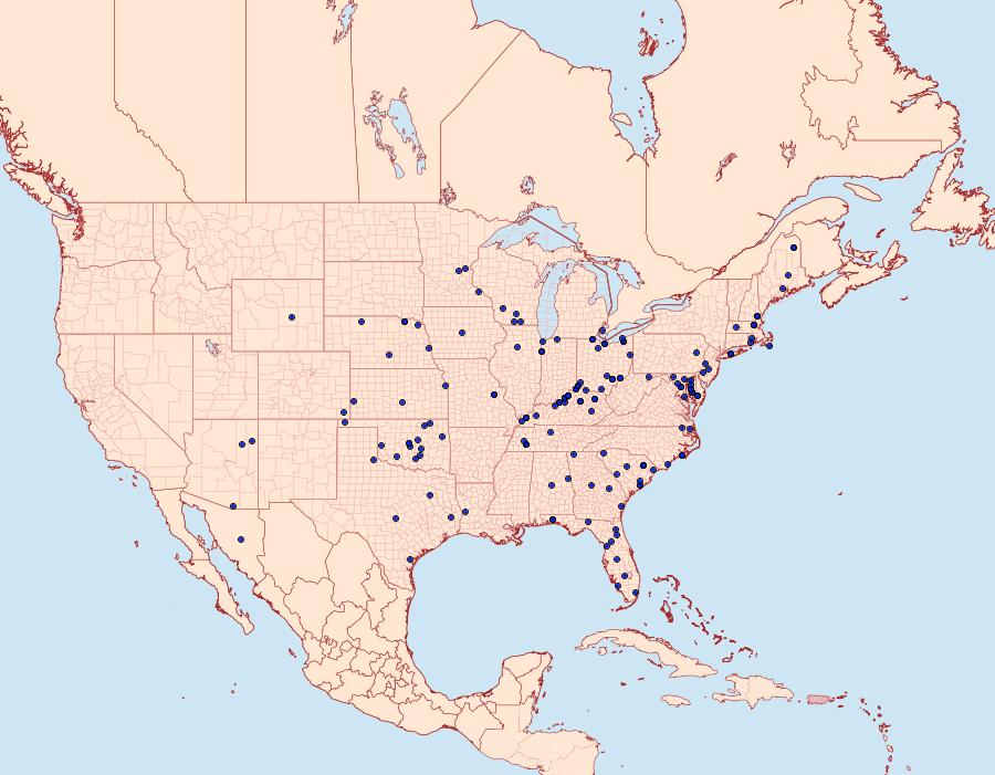 Distribution Data for Schinia lynx