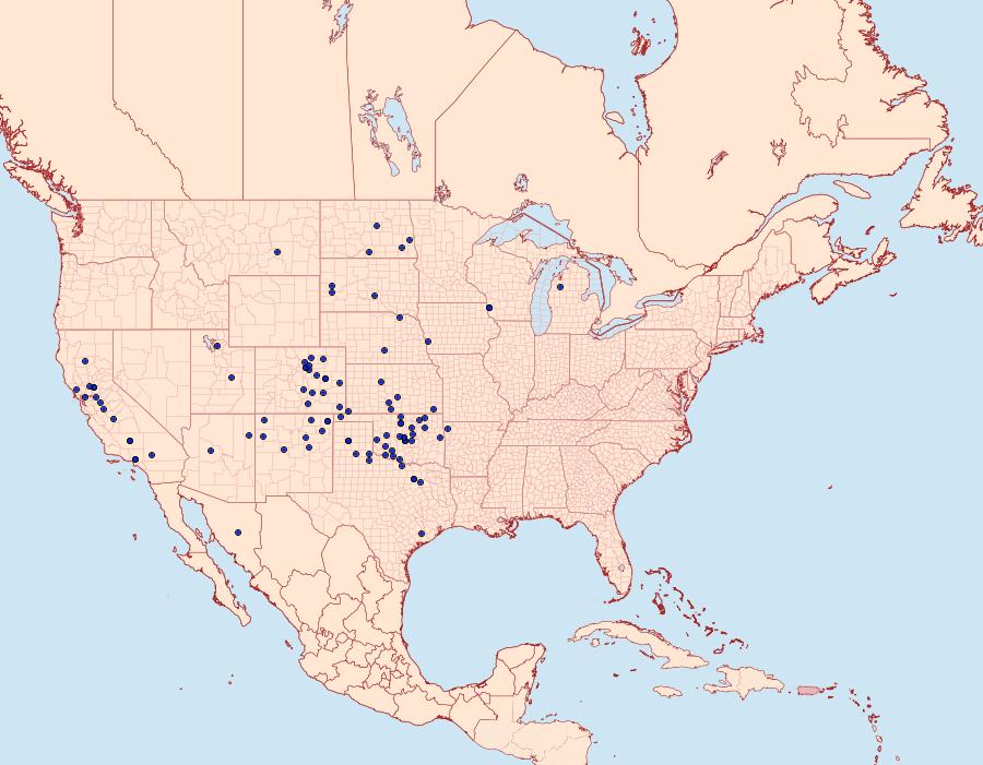 Distribution Data for Schinia mortua