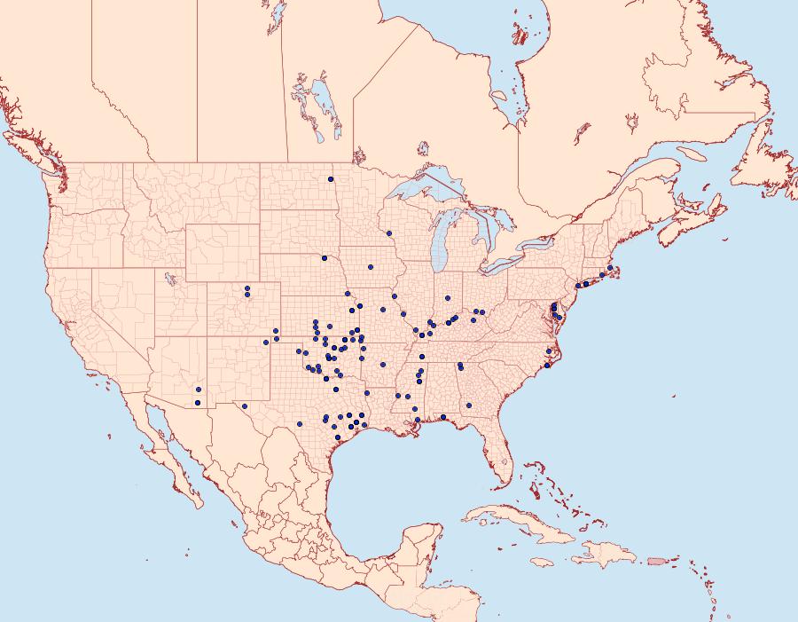 Distribution Data for Schinia gracilenta