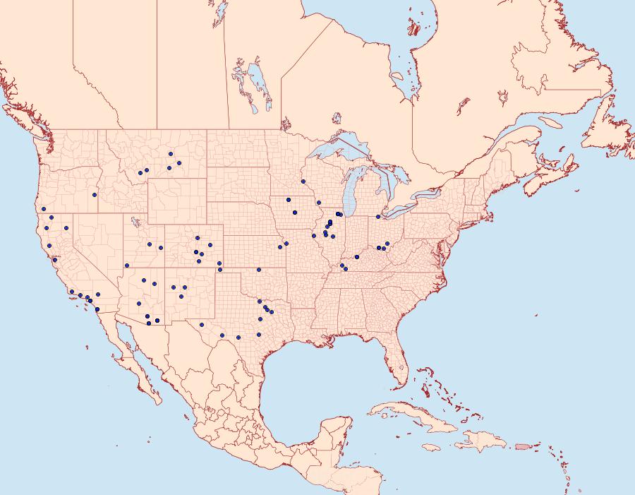 Distribution Data for Schinia oleagina