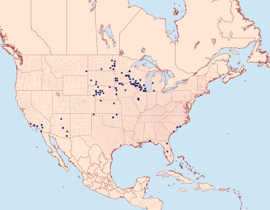 Distribution Data for Schinia lucens