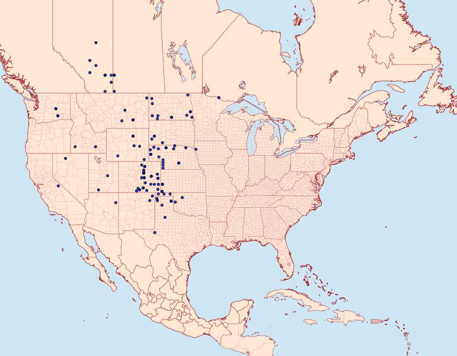 Distribution Data for Schinia meadi