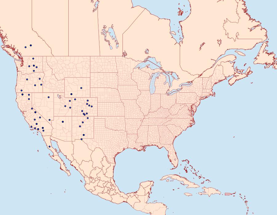 Distribution Data for Schinia walsinghami