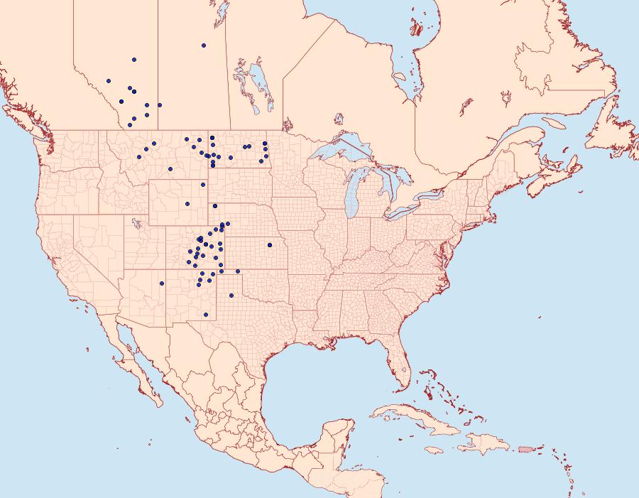 Distribution Data for Schinia cumatilis