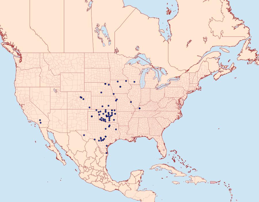 Distribution Data for Schinia chrysellus