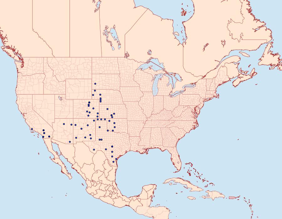 Distribution Data for Schinia citrinellus