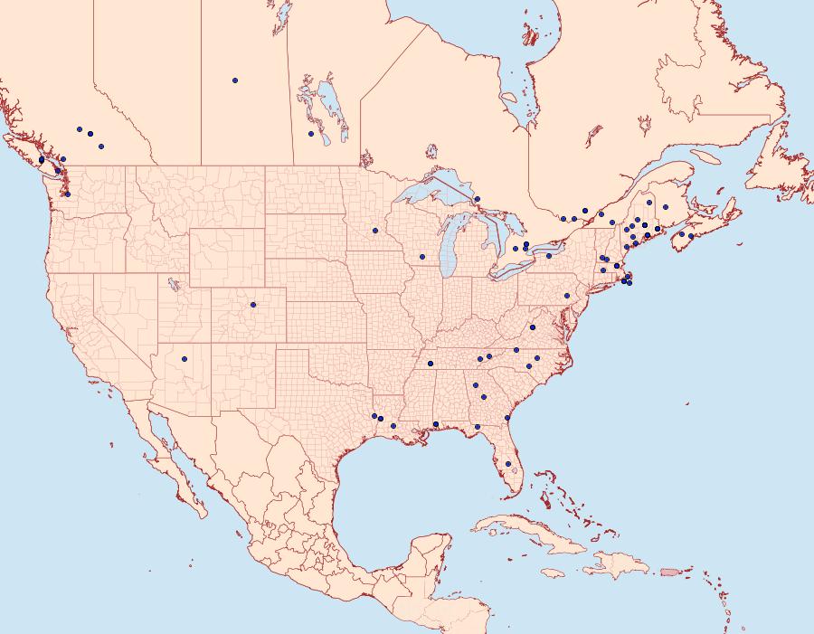 Distribution Data for Holcocera immaculella