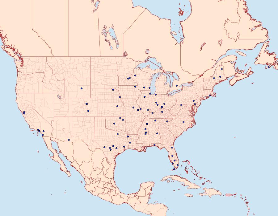 Distribution Data for Mompha albocapitella