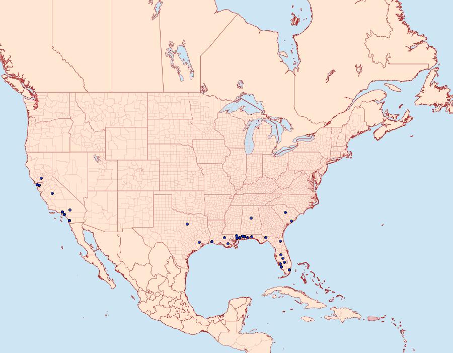 Distribution Data for Anatrachyntis badia