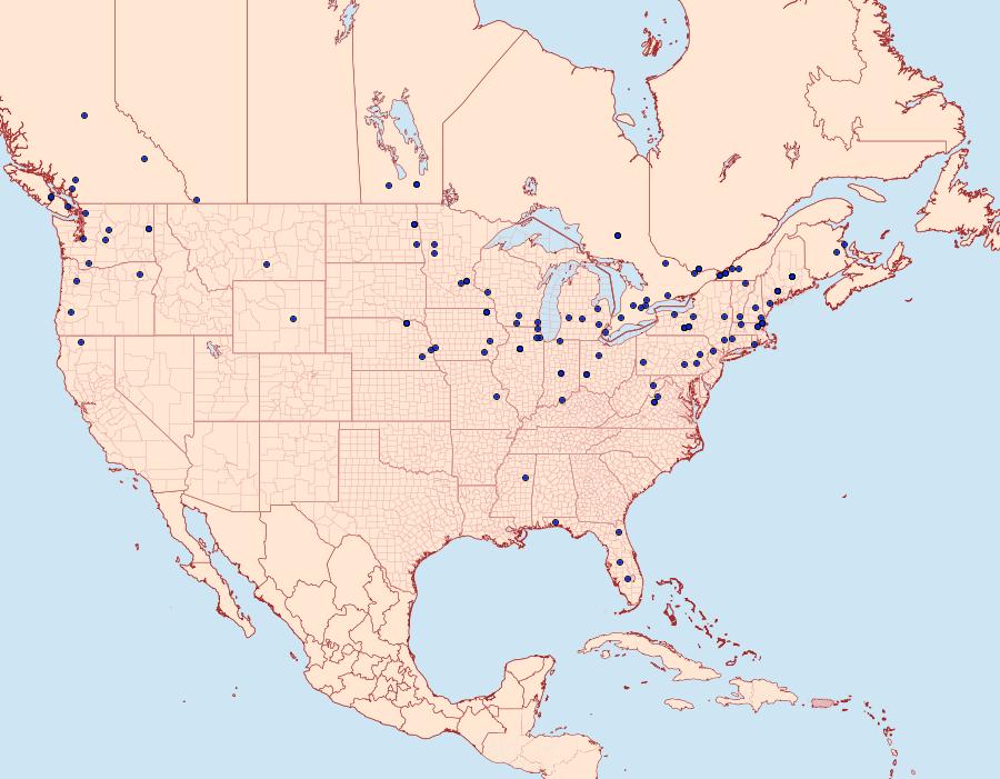 Distribution Data for Metzneria lappella