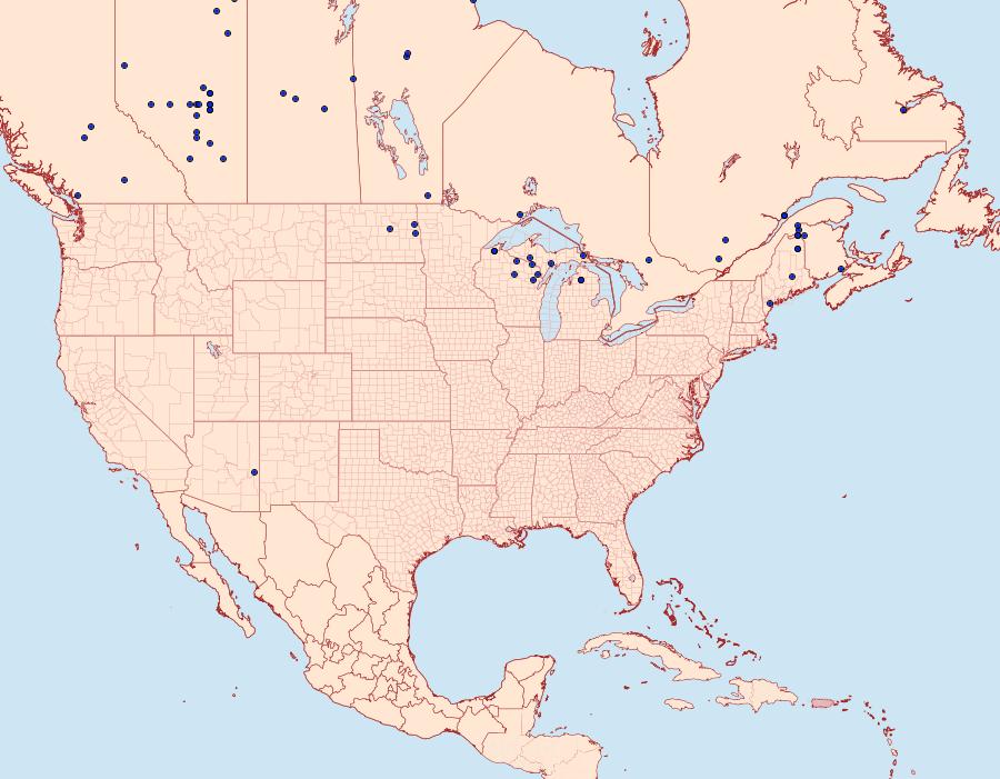 Distribution Data for Sthenopis purpurascens