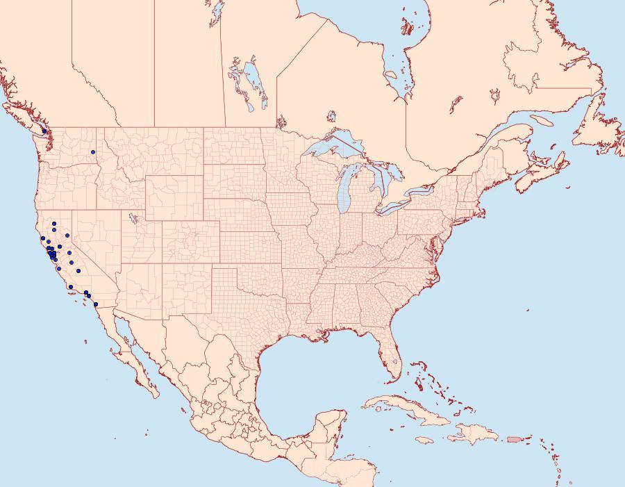 Distribution Data for Chionodes chrysopyla