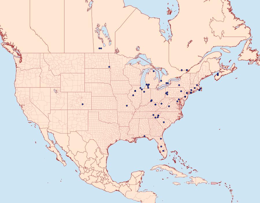 Distribution Data for Chionodes formosella