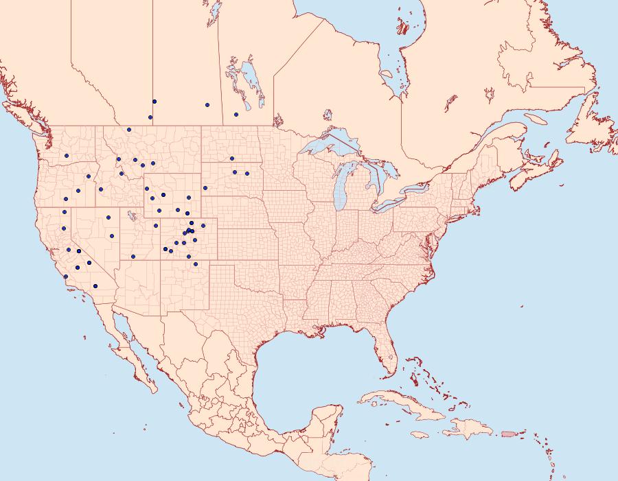 Distribution Data for Chionodes grandis