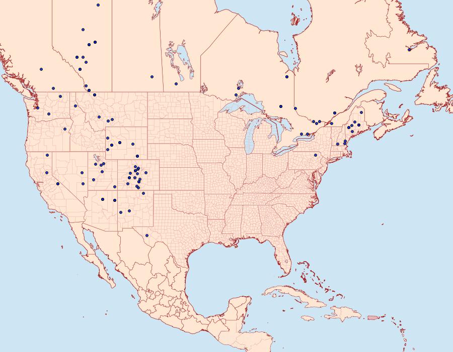 Distribution Data for Chionodes lugubrella