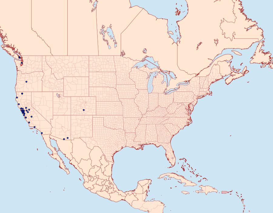 Distribution Data for Chionodes occidentella