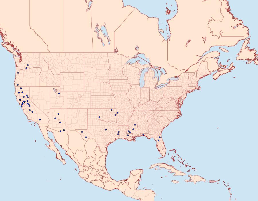 Distribution Data for Chionodes powelli