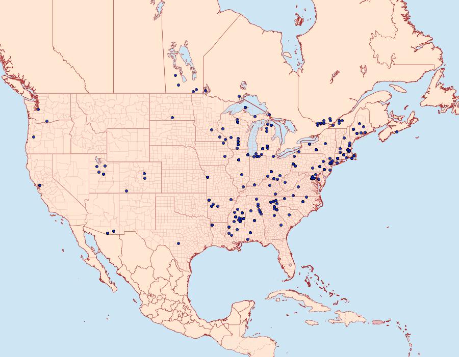 Distribution Data for Chionodes thoraceochrella