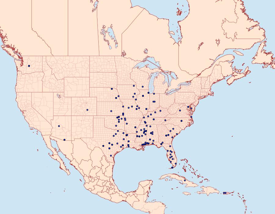 Distribution Data for Stegasta bosqueella