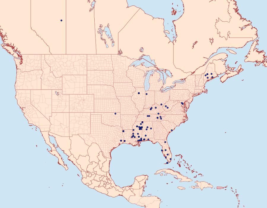 Distribution Data for Anacampsis conclusella