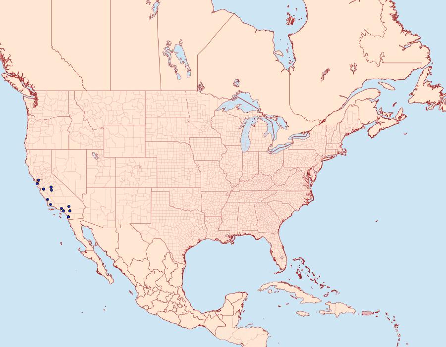 Distribution Data for Anacampsis lacteusochrella