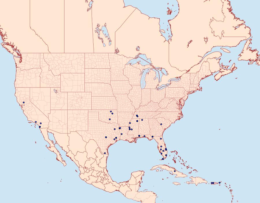 Distribution Data for Mesophleps adustipennis