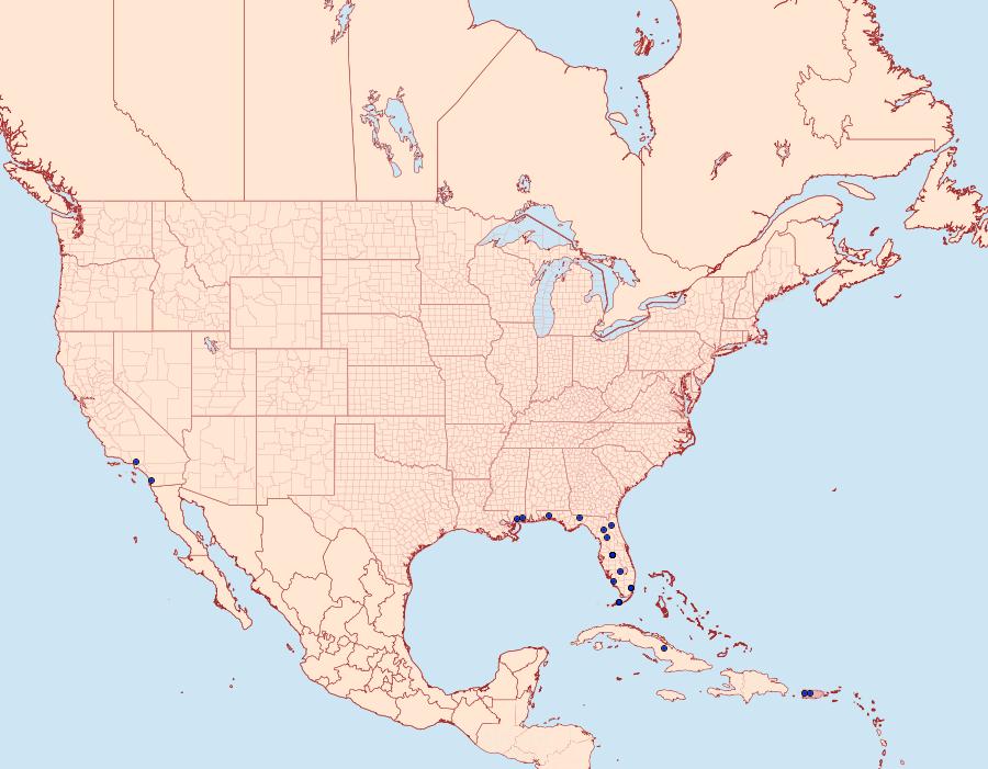 Distribution Data for Dichomeris acuminatus