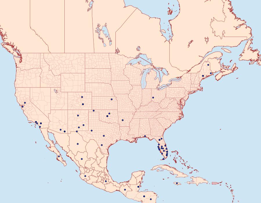 Distribution Data for Aetole bella