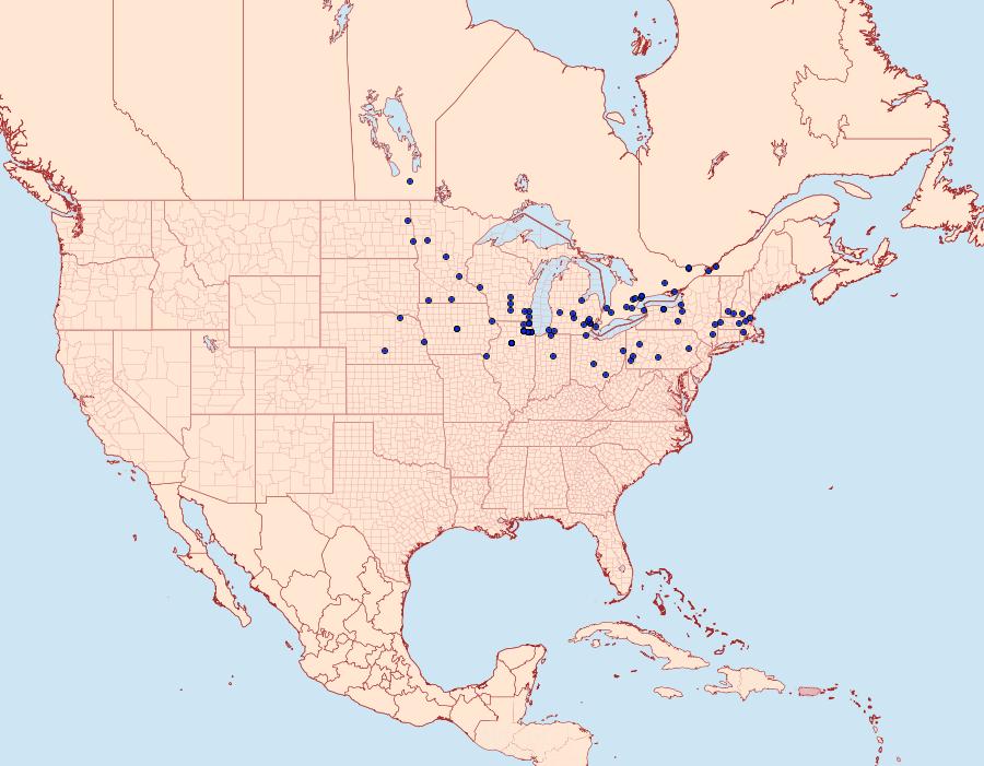 Distribution Data for Albuna fraxini