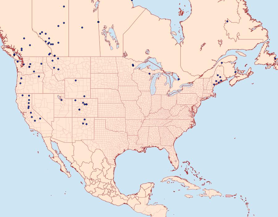 Distribution Data for Albuna pyramidalis