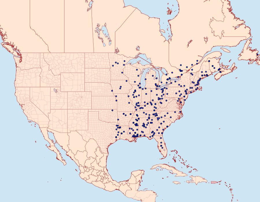 Distribution Data for Synanthedon acerni