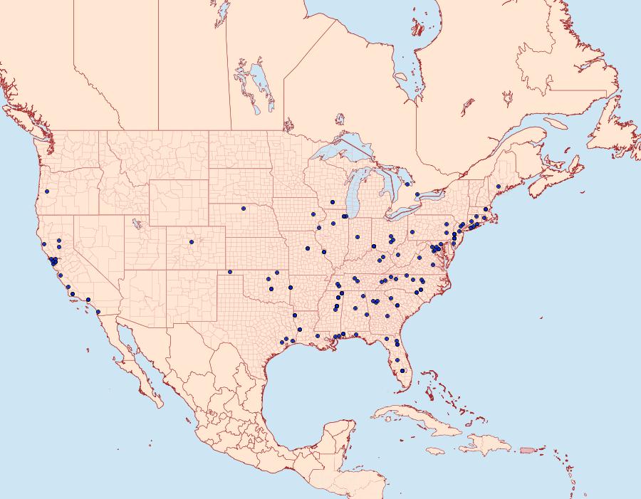 Distribution Data for Tebenna gnaphaliella